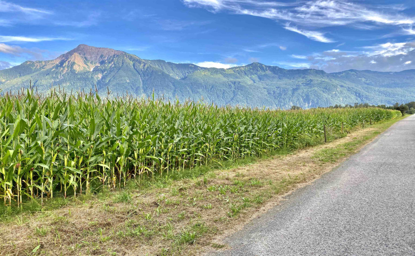 Surrounded by farm fields and fresh produce such as summer corn :)