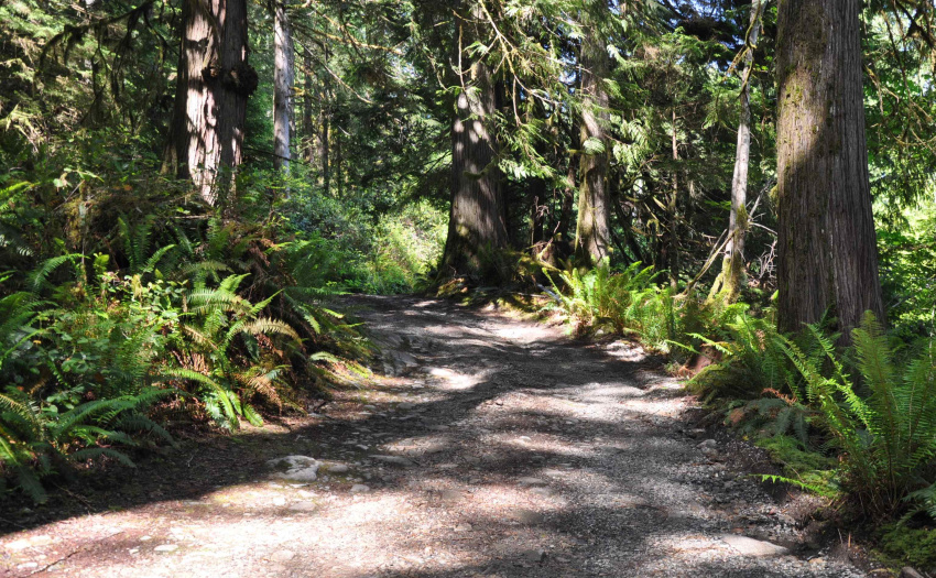Surrender yourself to the ambience as you wind through magical old growth forest on your approach to the property.
