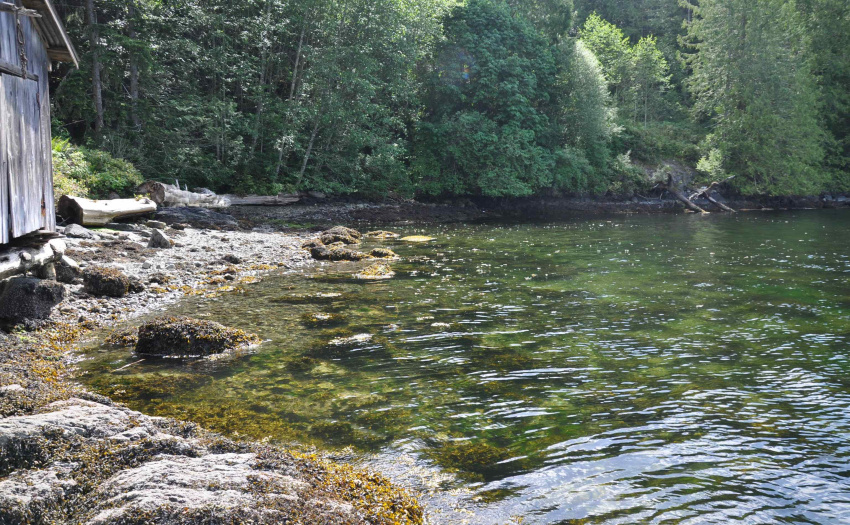 The foreshore waters are rich with marine life
