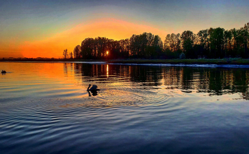 Notice the silhouette of the swan on the waters.