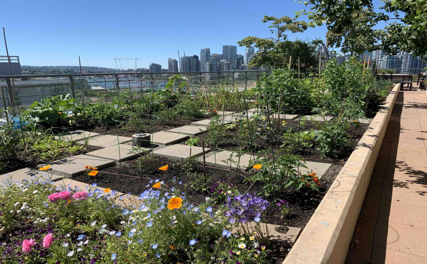 Rooftop Community Garden