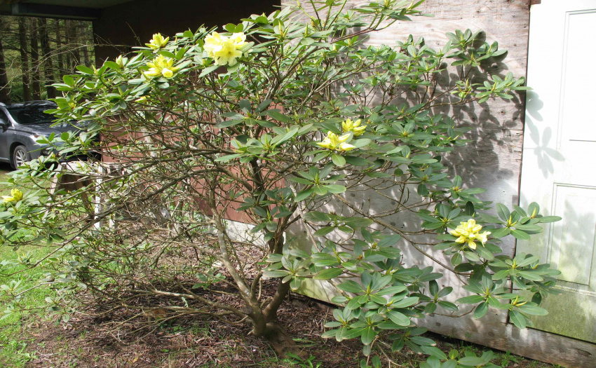 A lovely yellow rhodo is just starting to bloom.
