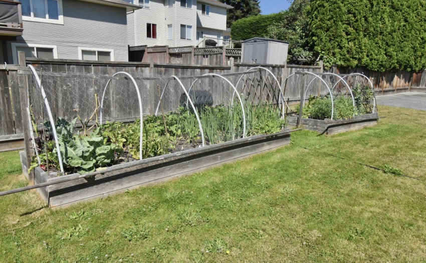 Raised garden beds in the common area