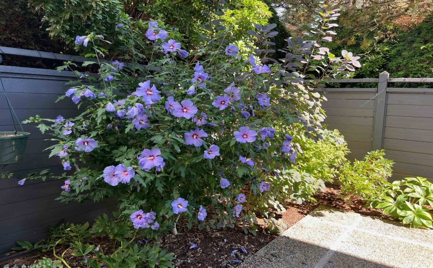 Perennial shrubs make for easy maintenance of garden
