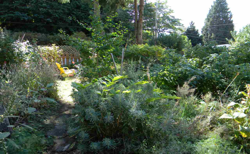 A banquet of flowers - easy care cottage garden!  Ever bearing raspberries are just some of the lovely surprises in this garden.  Needs some TLC.