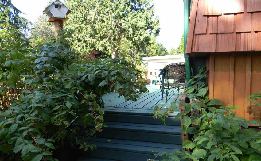 Access to patio deck is by way of ever bearing raspberry bushes...always something yummy to eat!
